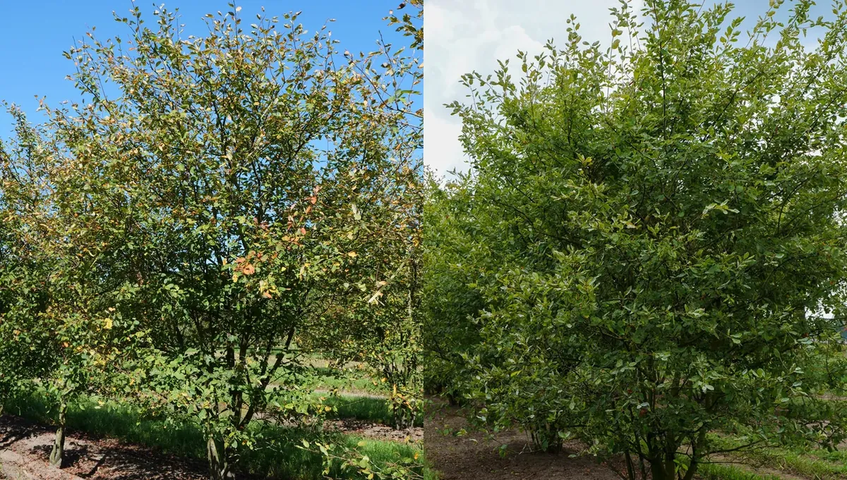 Amelanchier lamarckii op de kwekerij van Van den Berk, links onbehandeld en rechts behandeld met Oenosan.